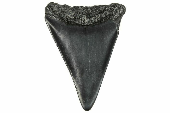 Fossil Great White Shark Tooth - South Carolina #202023